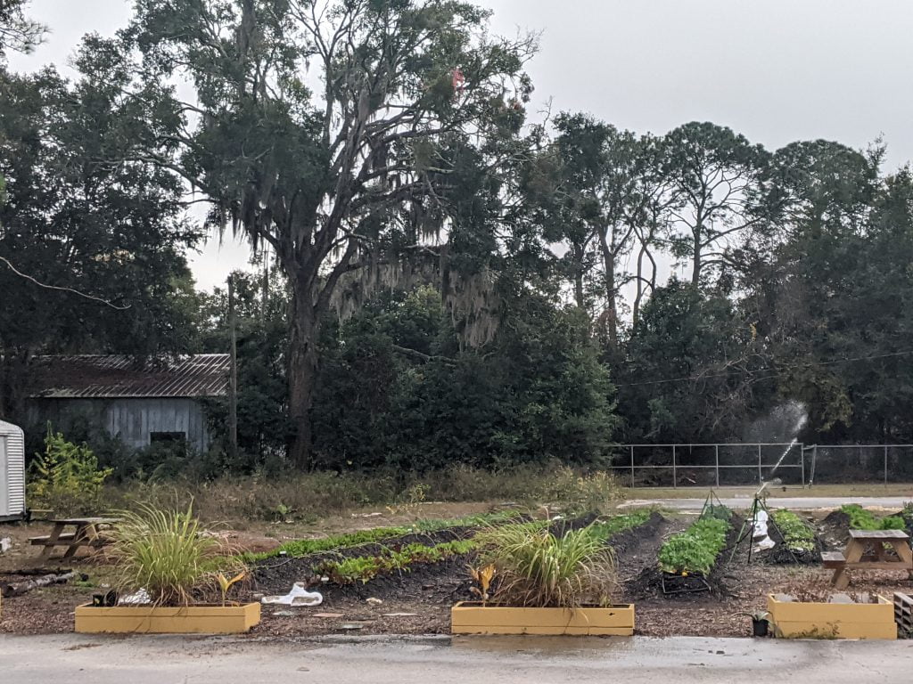 The Gainesville Giving Garden space with plants growing in rows